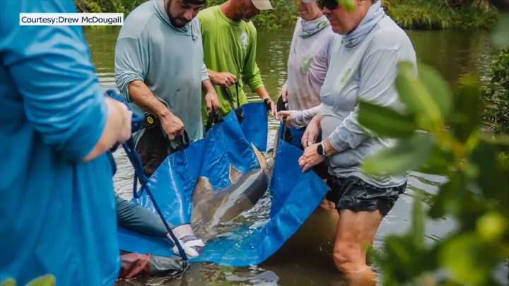Tampa teenager catches the same fish twice; conservationists take action to save it 