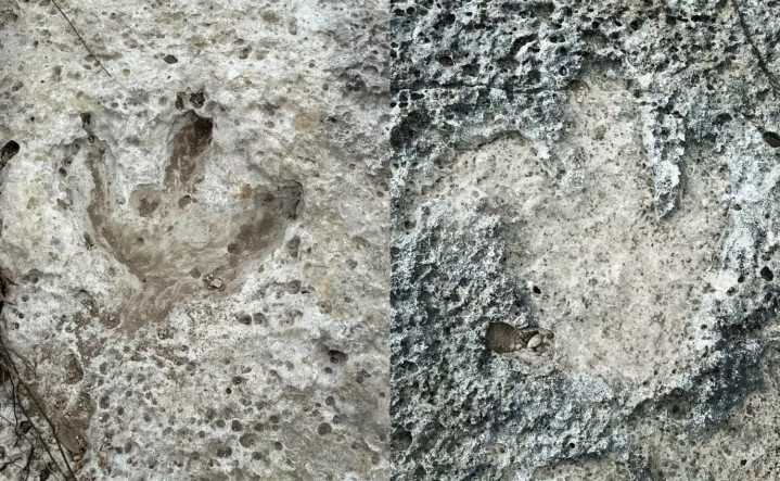 Acrocantho-what? This dinosaur’s footprint was found in the Austin area after the July floods – Houston Public Media