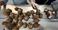 Aumenta el tráfico de tortugas morrocoy en el Valle de Aburrá: van 1.600 decomisadas desde 2024