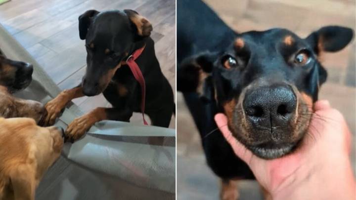 Dog Saved From Crash Thought She Found Love, But Neglect Sent Her Back To Oklahoma Shelter
