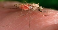 Malaria case in New Jersey resident raises concern of local transmission