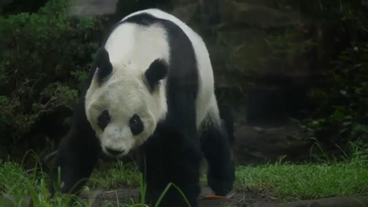 Meet Mexico’s Xin Xin, the last panda on earth not owned by China