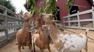 Meet Oregon Zoo's new Nigerian dwarf goats
