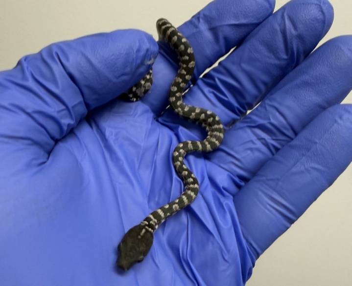 Zoológico de NC celebra nacimientos de las boas más raras del mundo