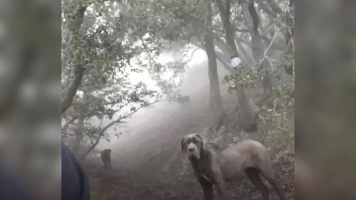 Woman Spots Strange Movement In The California Mountain, Then Discovers A Shocking Surprise