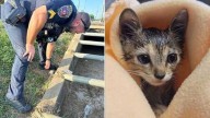 Police Department rescues kitten from storm drain, names her Stormy