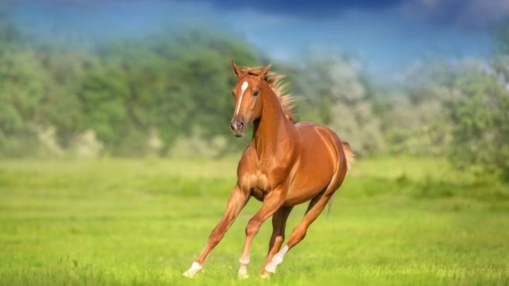The Genetic Trick That Helped Humans Ride Horses