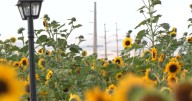 Sunflower fields prep for Sunflower Festival in Billings