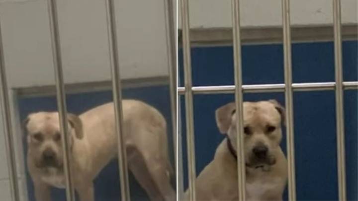 The Shyest Dog In Maryland Shelter Finds A Forever Home After Girl Begs Parents To Adopt Him