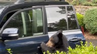 Atrapan a oso negro abriendo la puerta de un auto en EE.UU.