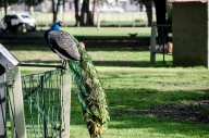 Convocan a «Ecoguardianes» del bioparque municipal «La Máxima»