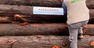 FGR investiga tala ilegal en Tlalpujahua, dentro de la Reserva de la Mariposa Monarca