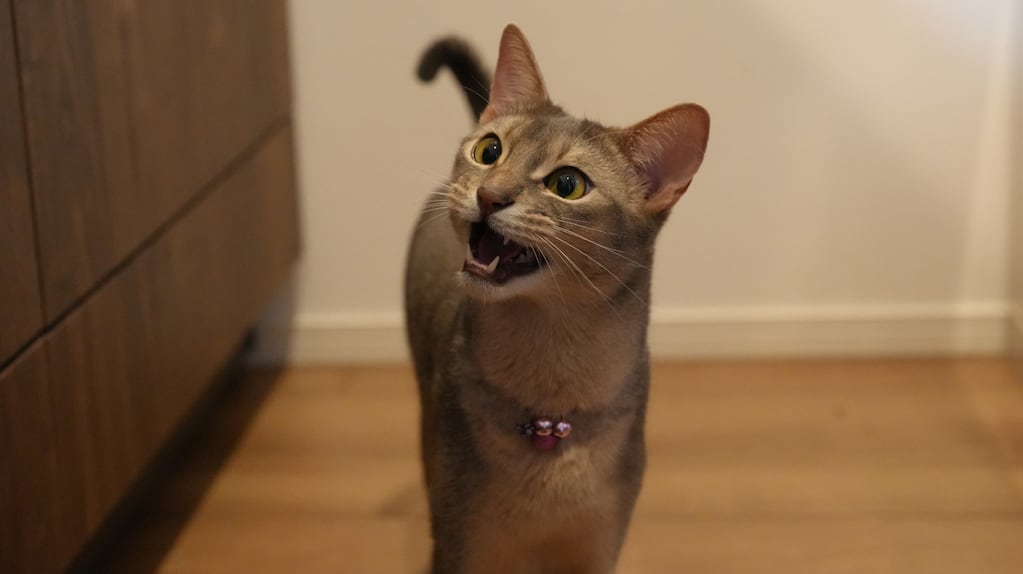 No es por hambre: qué significa que tu gato maulle todo el tiempo