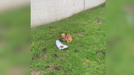 Heartbroken Dog Abandoned On California Streets Waits 2 Whole Weeks For Owners To Return