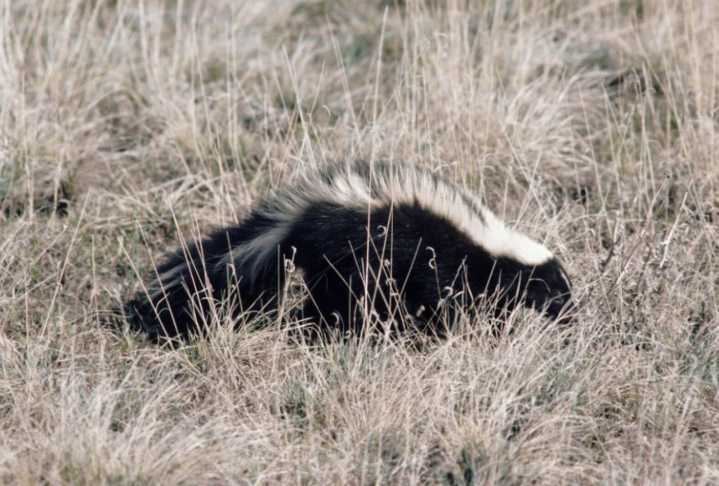 Dokken: Easy-to-mix concoction remedies recent too close encounter of the skunk kind