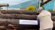 Profepa presenta denuncias penales por tala ilegal en Reserva de la Mariposa Monarca