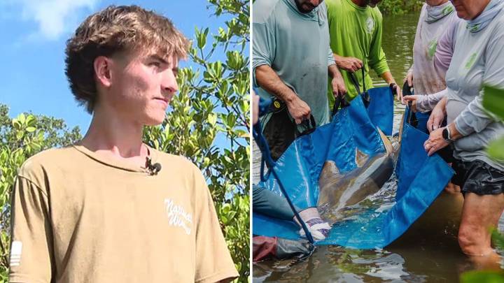 Sawfish trapped in lower Tampa Bay rescued thanks to young fisherman’s catch of a lifetime