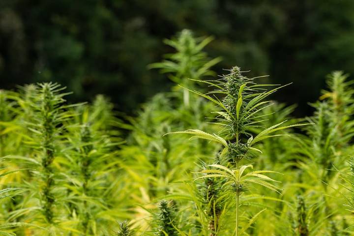Ohio’s recreational marijuana sales surpassed $702.5 million in first year