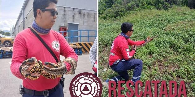 Reubican a serpiente que estaba dentro de supermercado en Manzanillo