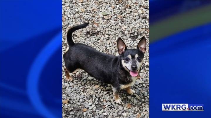 Pet of the Week: Shorty needs a home