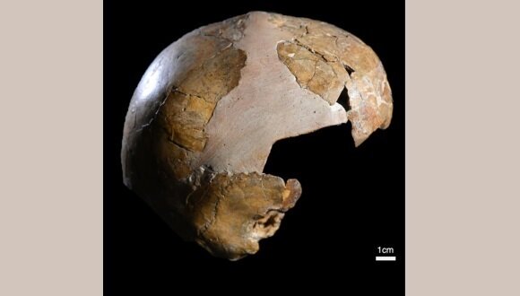 Hallan el cráneo de un niño que vivió hace 140.000 años