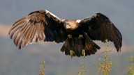Andalucía instala nidos artificiales para proteger del águila imperial ibérica