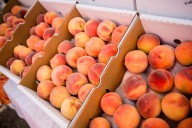Palisade peach recipes