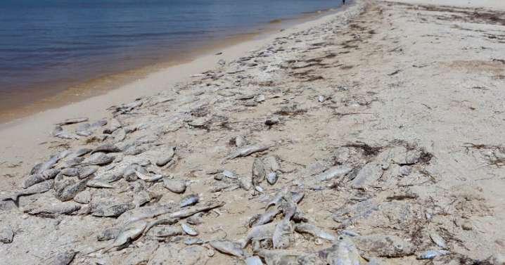 Declaran Marea Roja en la costa de Yucatán después de varios días
