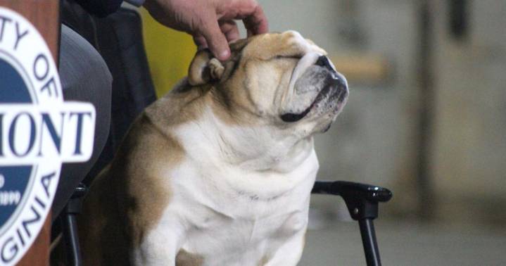 How dogs help West Virginia: Therapy, herding, hunting and safety