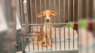 Neglected Puppy Left In New York Apartment Hallway Fights For Her Life