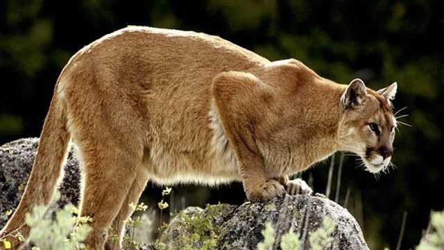Mountain lion attacks 11-year-old girl at home in Malibu