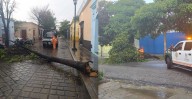 Tormenta en Oaxaca provoca caída de árboles y activa protocolo de emergencia municipal