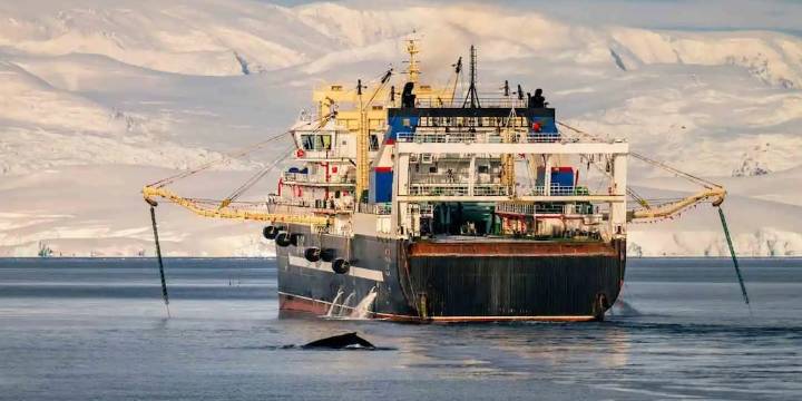 Antártida: el tratado internacional clave que vela por la conservación de la vida marina