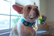 Couple Claims Mail Carrier Gave Family Dog Pepper