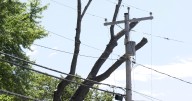 South Main Street in Brewer back open after closure for tree removal