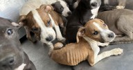 Tucson puppies in animal cruelty case end up in loving homes