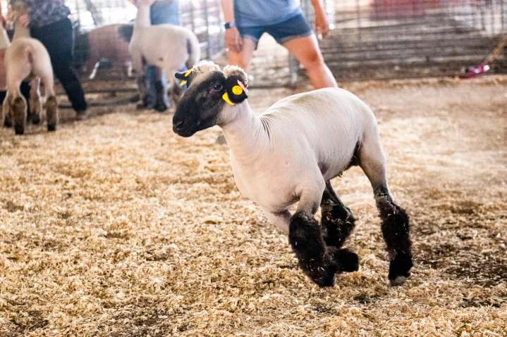 Butler Farm Show Results: Junior Sheep