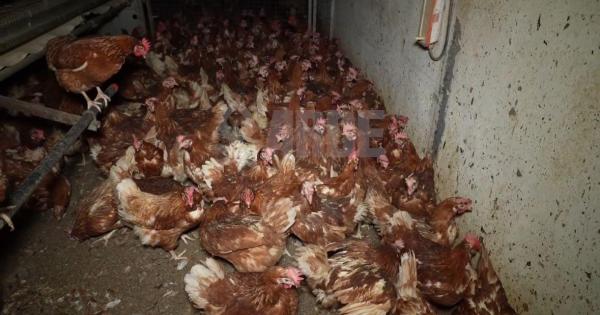 El Govern obliga a la granja avícola a reducir hasta 40.000 gallinas de las 135.000 que hay actualmente