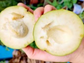 Cuáles son las propiedades curativas del zapote blanco