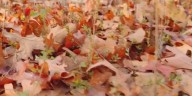 On Your Side Digital Extra: Do your fall home chores