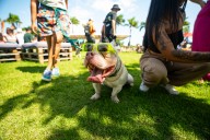 San Juan celebrará el Día del Perro con el evento “Bark & Play”