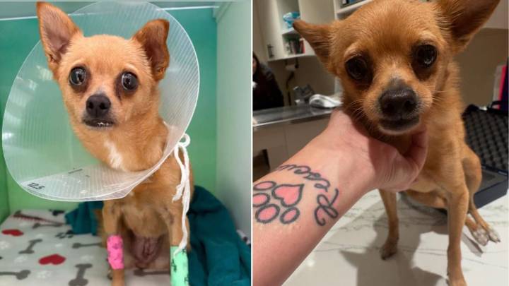 Florida Vets Stunned By X-Ray That Reveals What Made Tiny Chihuahua So Sick