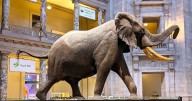 El plan de Trump para purgar los museos Smithsonian por su “ideología anti estadounidense”