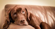 Vet explains one sign that your dog could be seriously unwell