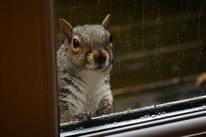 Rain With a Side of Politeness
