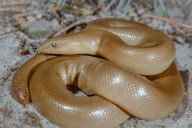 Watch out for snakes at these 4 Oregon lakes