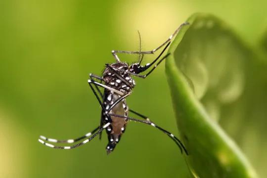 Dengue: ponen el foco en el mosquito, vector de un sinnúmero de enfermedades