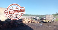 Operativo con más de 700 elementos clausura aserraderos ilegales en Ocuilan; hubo agresiones a la autoridad