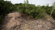 «La campaña agrícola está perdida porque aún hay parcelas con barro»