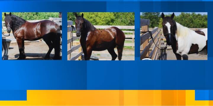 Knoxville Police adding three horses to Mounted Patrol Unit